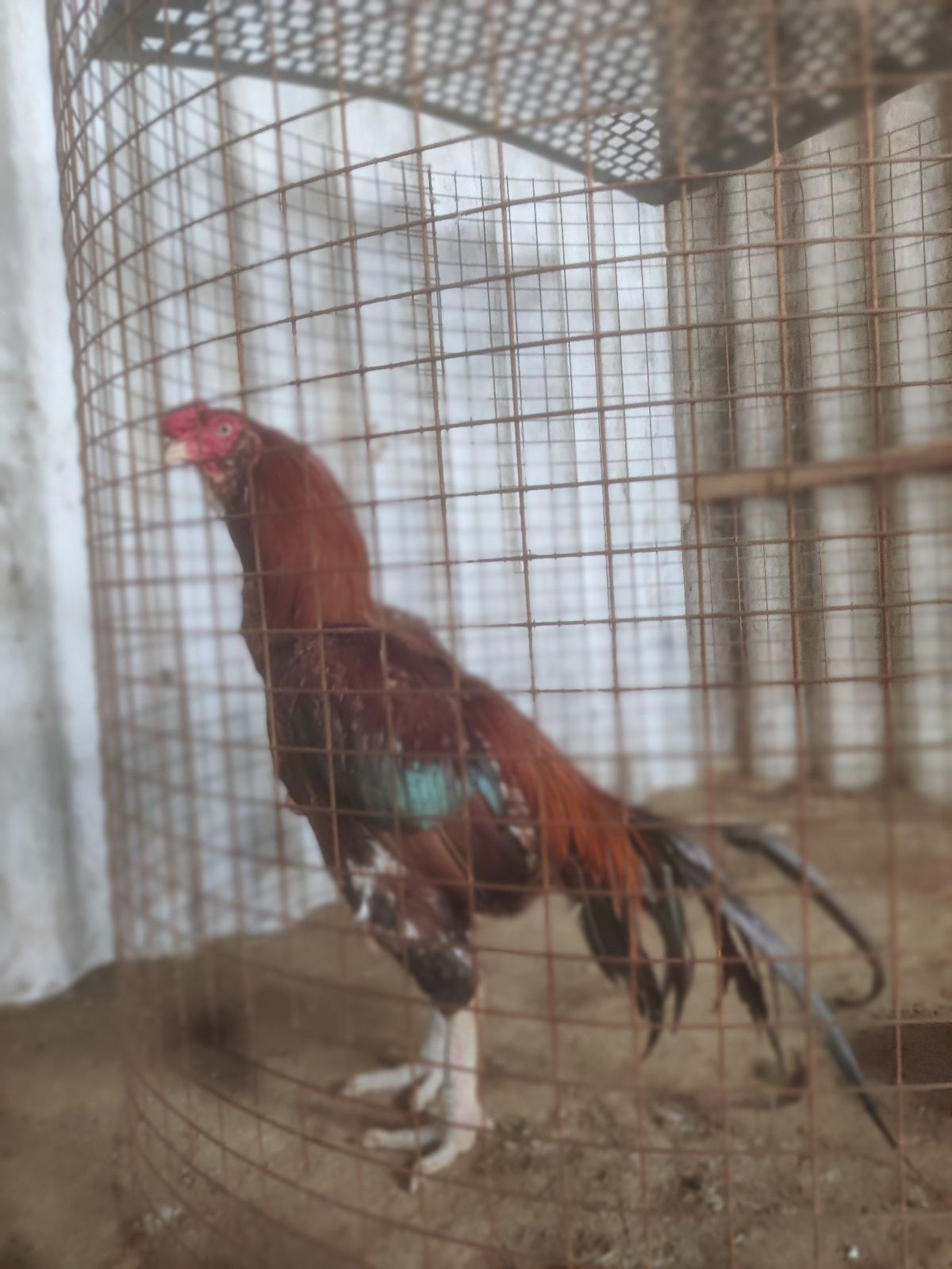 காகம் மற்றும் நுலான்