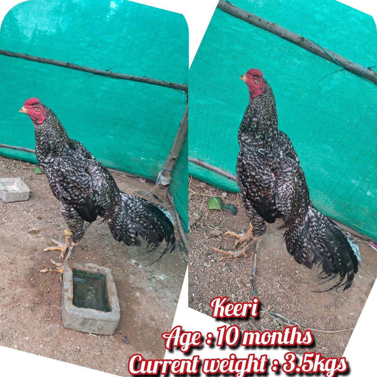 சண்டை சேவல்(மயில் Keeri