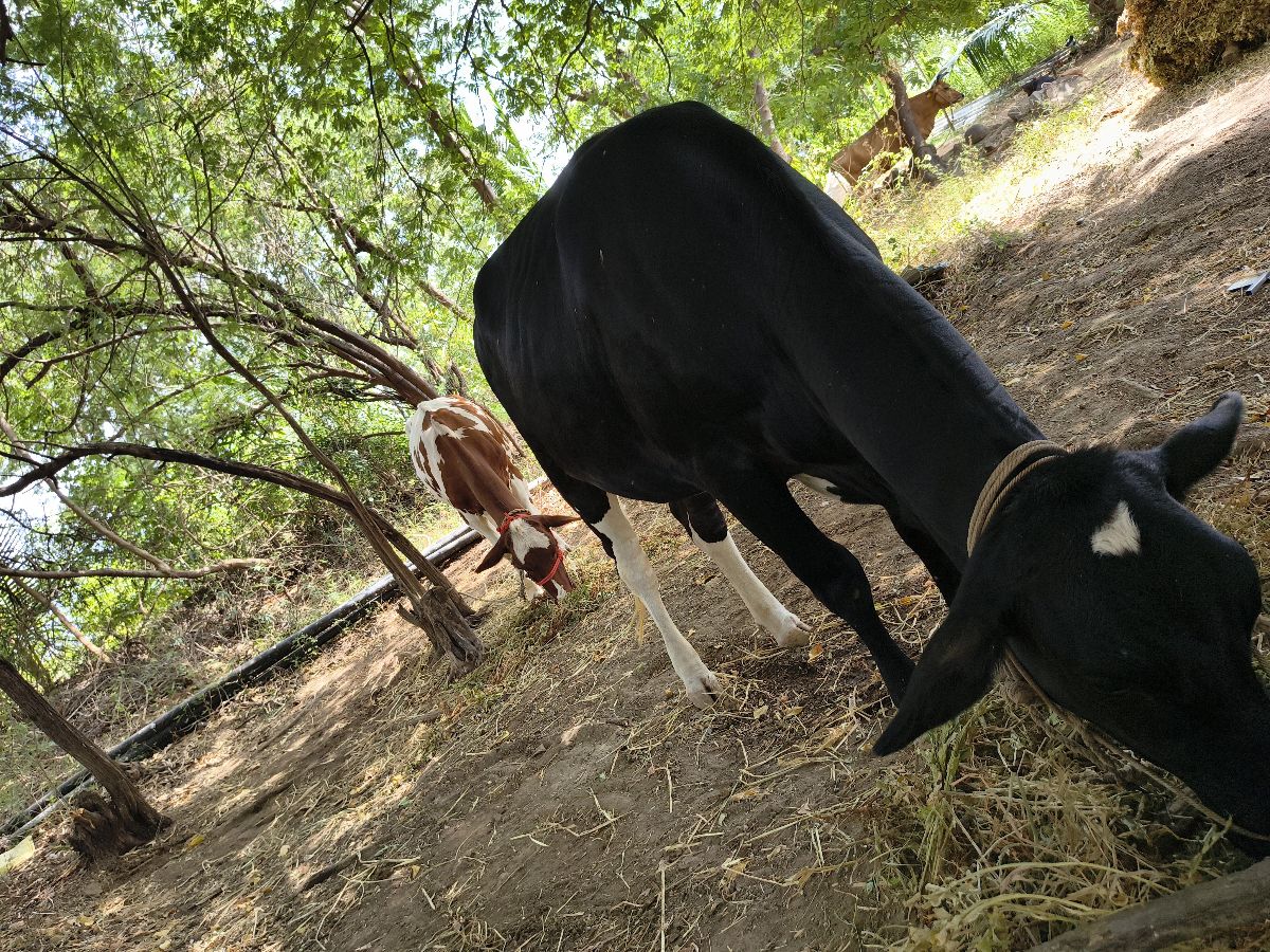 Hf And Sivaji Hf