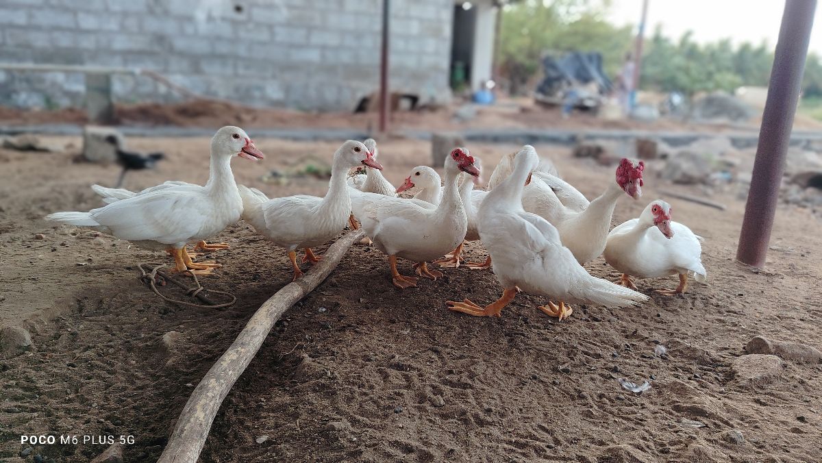 மணிலா வாத்து