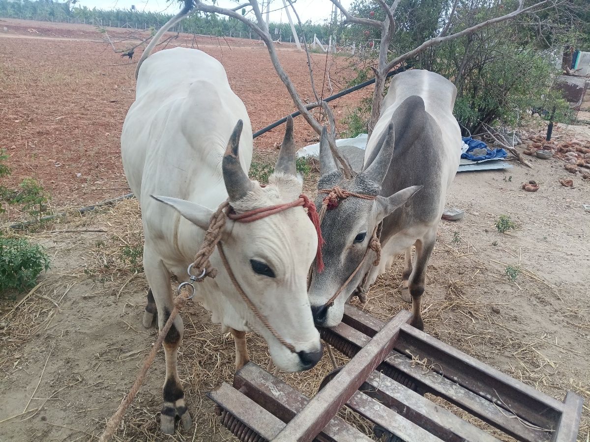 காங்கேயம் காளை
