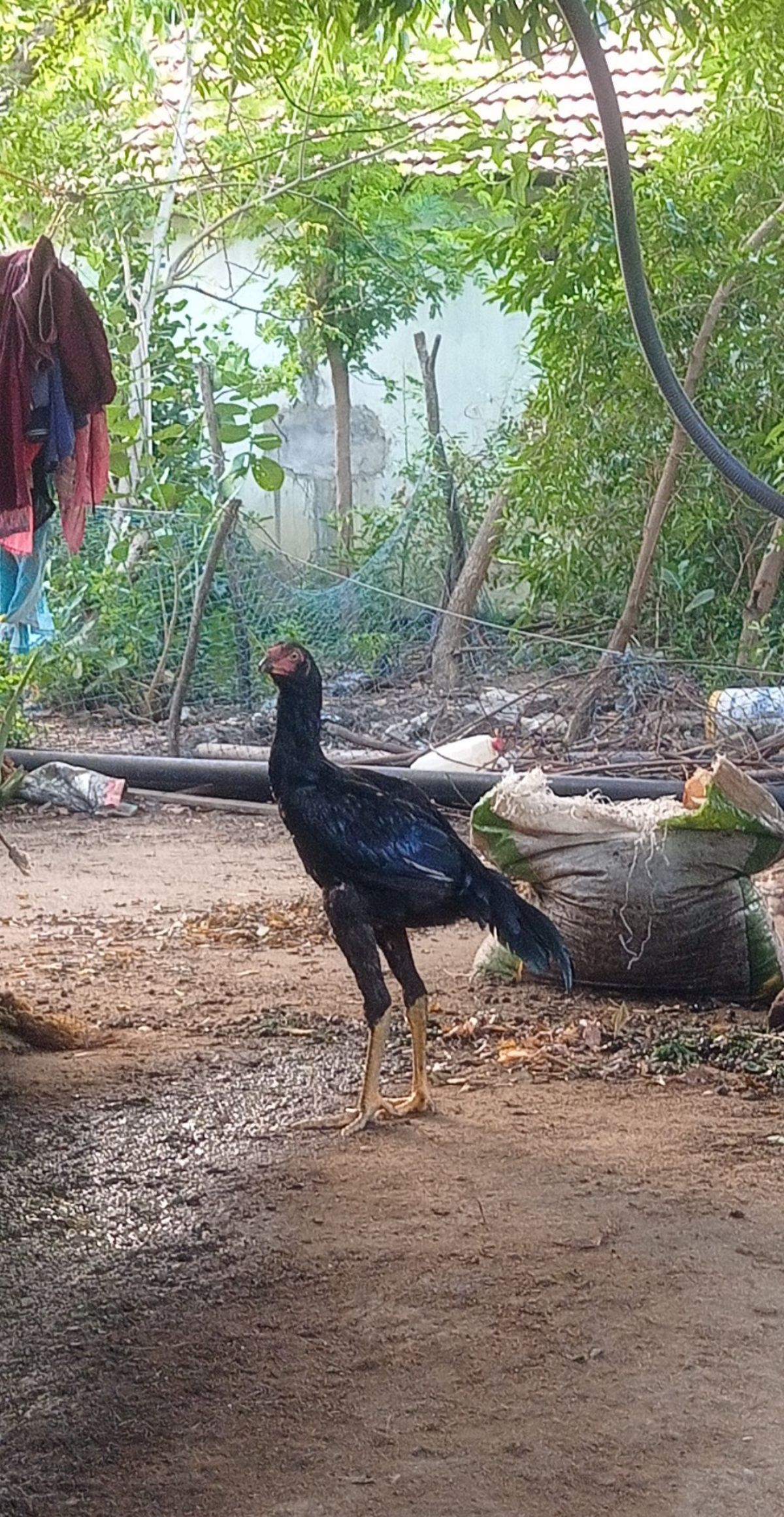 சண்டை சேவல்.