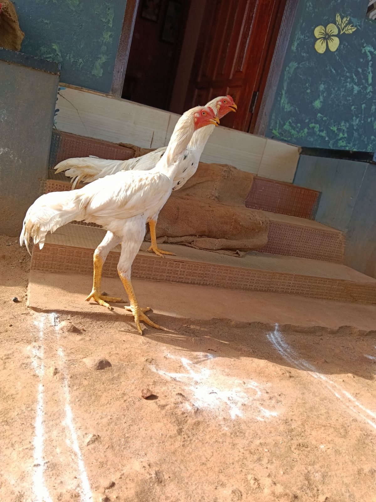 கத்திகால் சேவல்