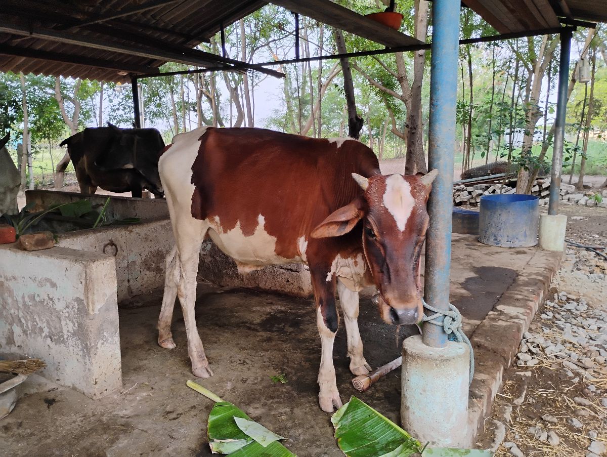 காளை கன்று