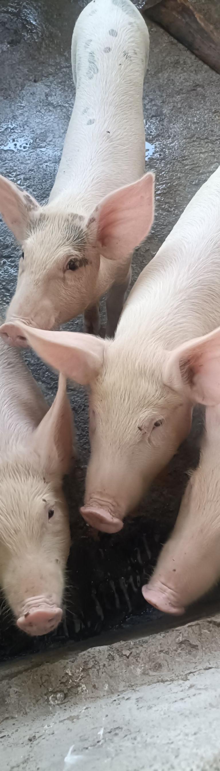 Pigs