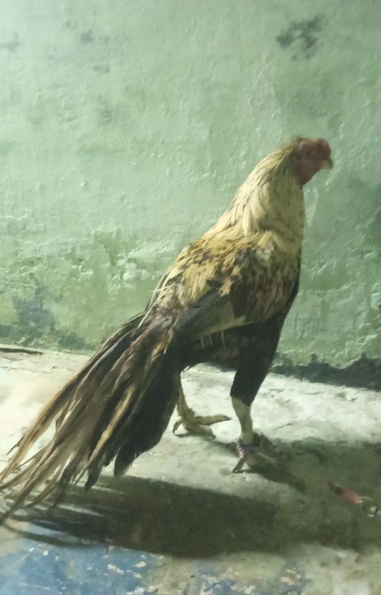 Kadukka Boothi