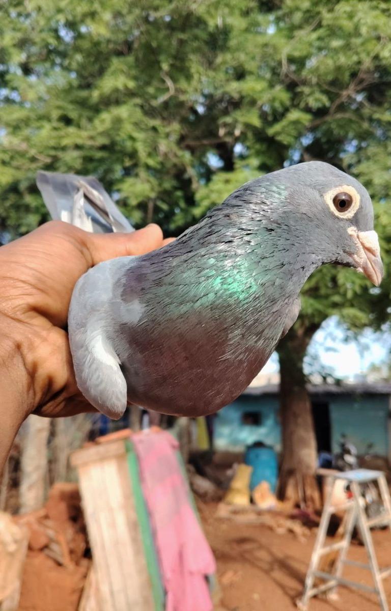 Thavadal Male