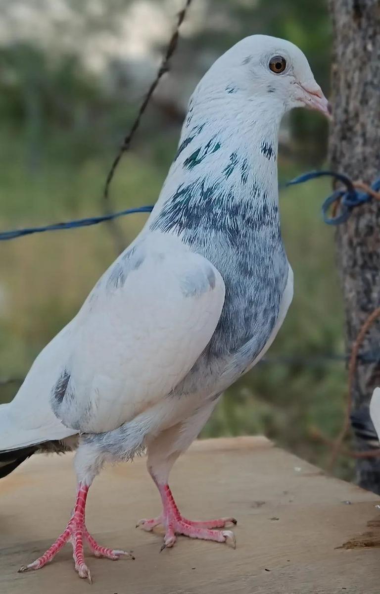 Thavadal Male