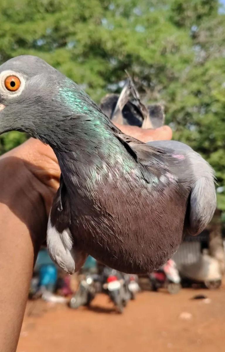 Thavadal Male