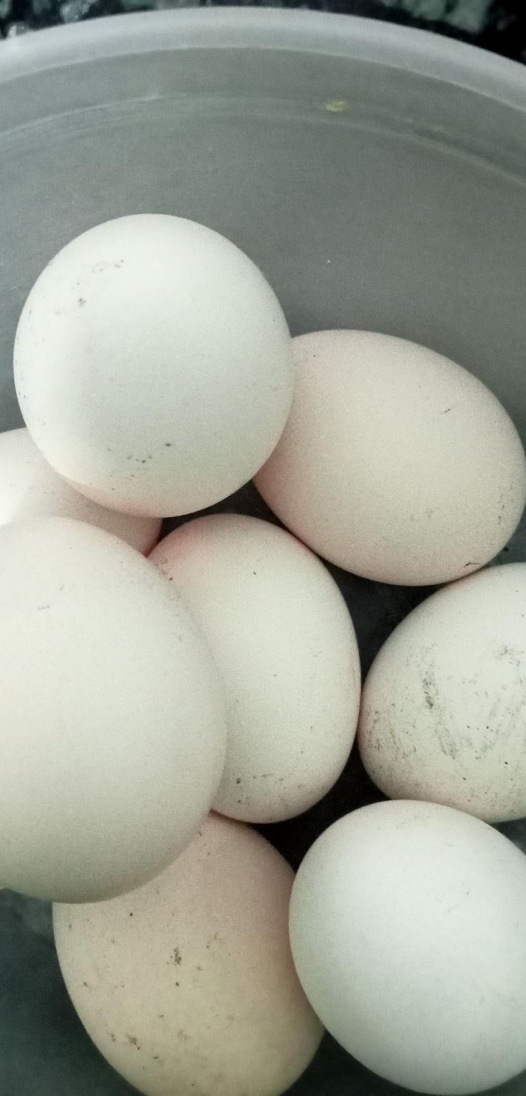 country Eggs