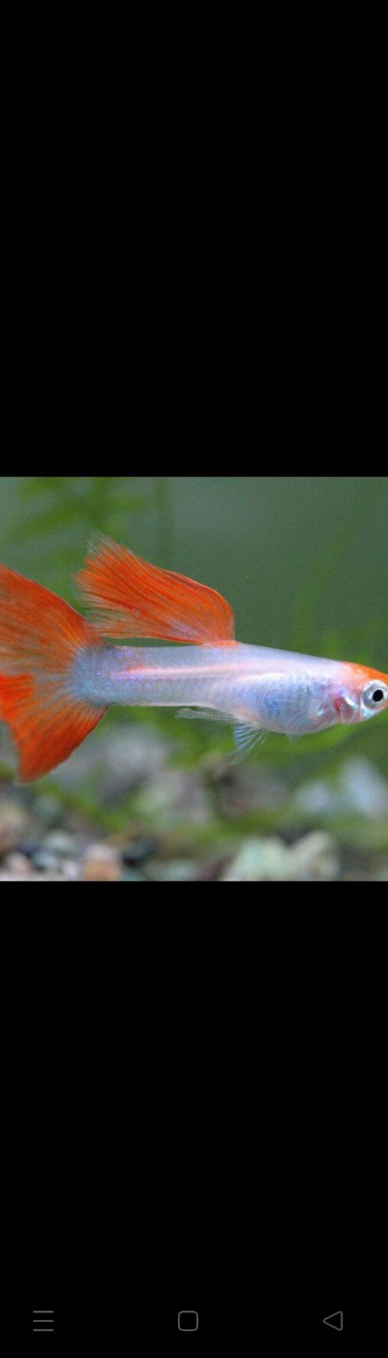 Guppy Fancy Breed