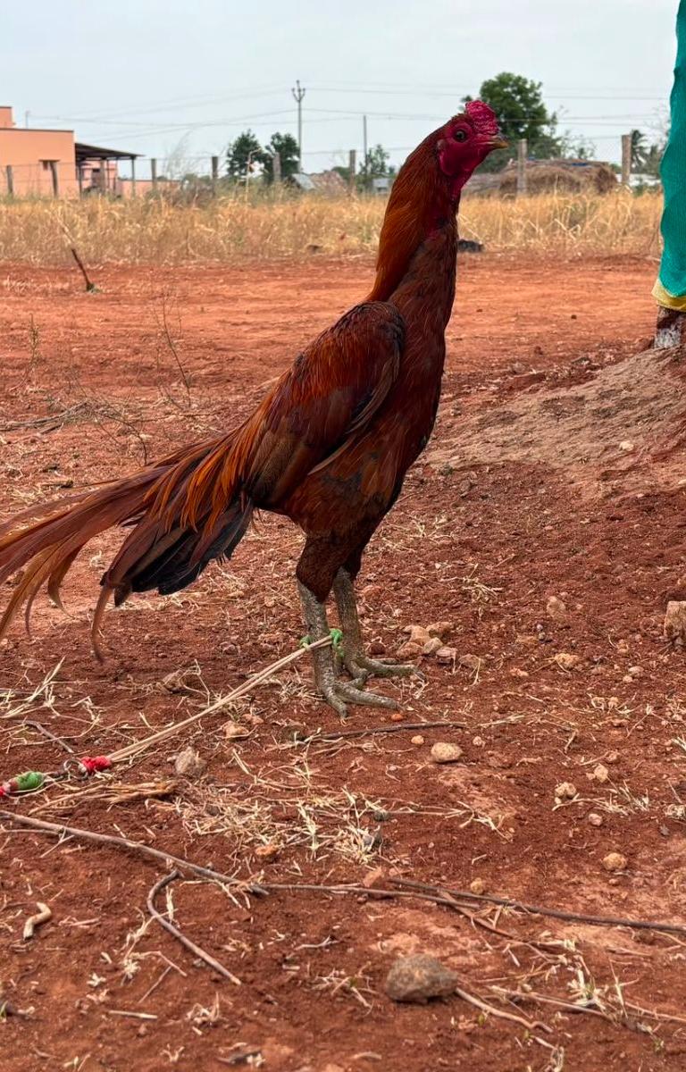 Ponram