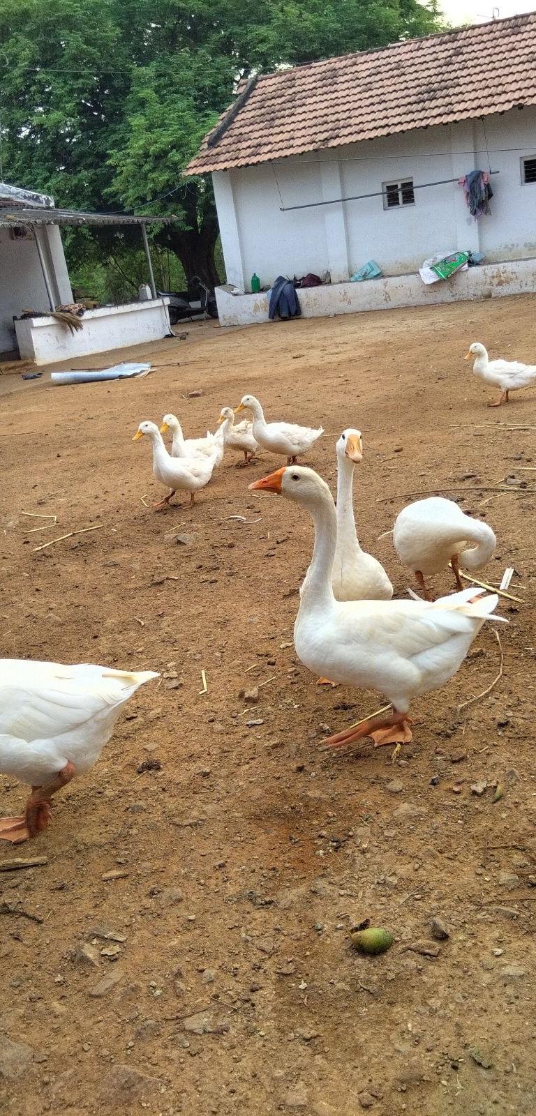 All Types Of Duck Chicks