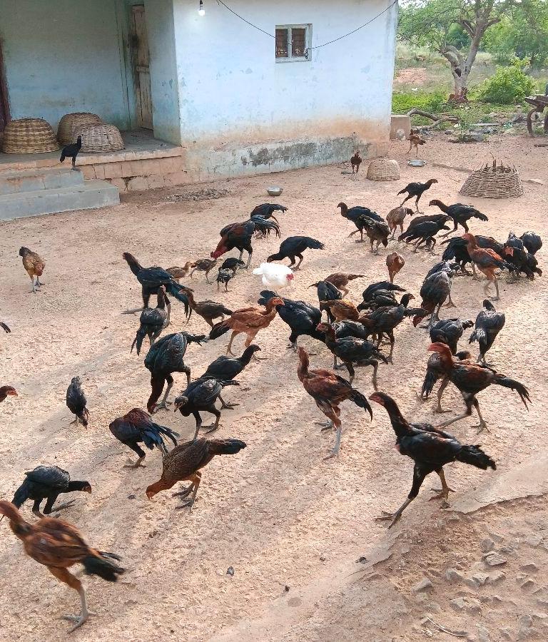 நாட்டுக்கோழி