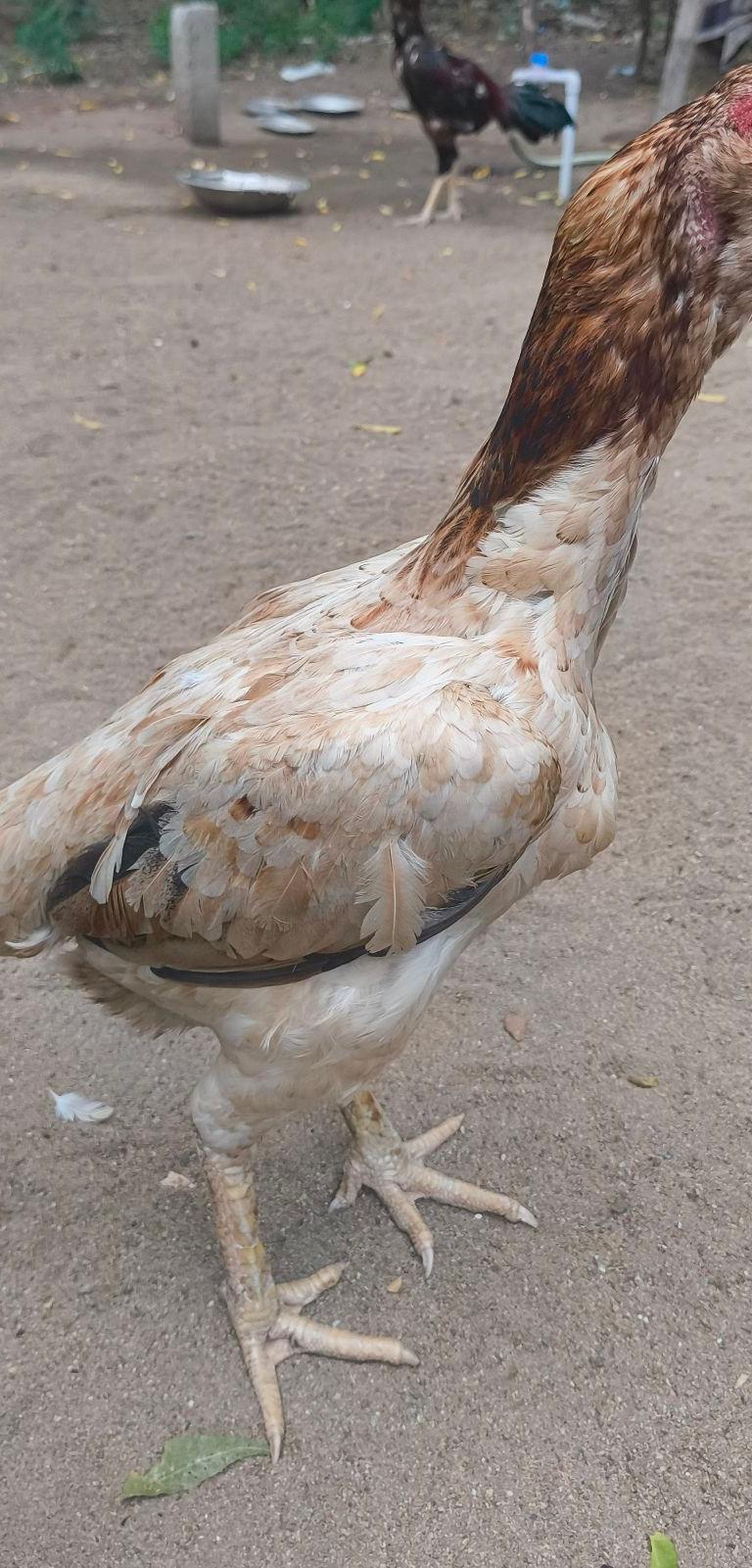 Female