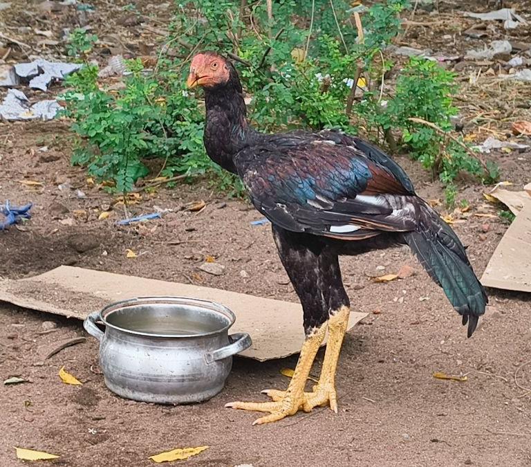 Male