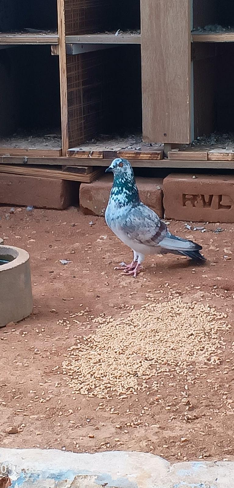 புறா