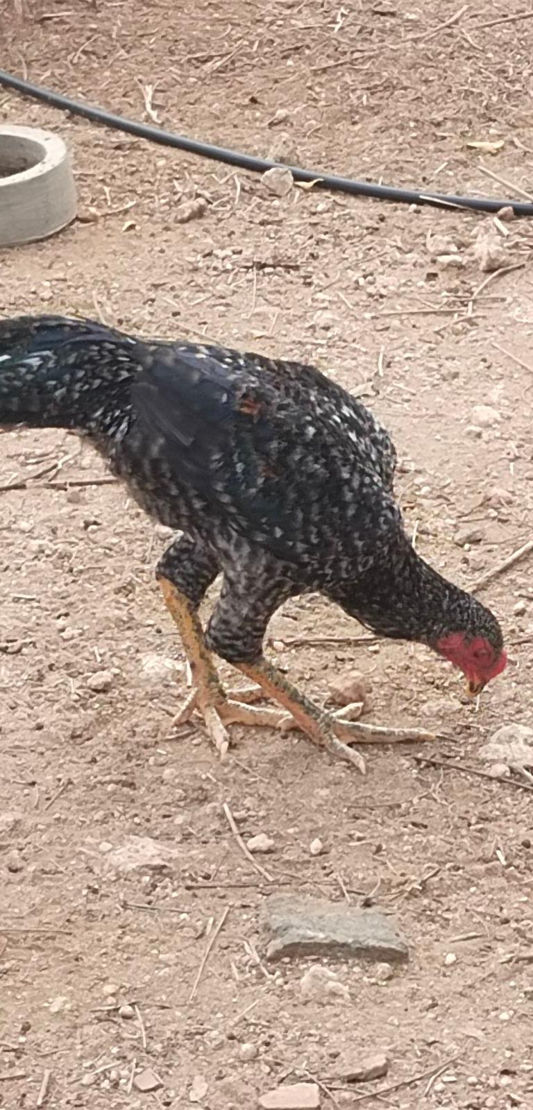 ஒரிஜினல் நாட்டுகோழி