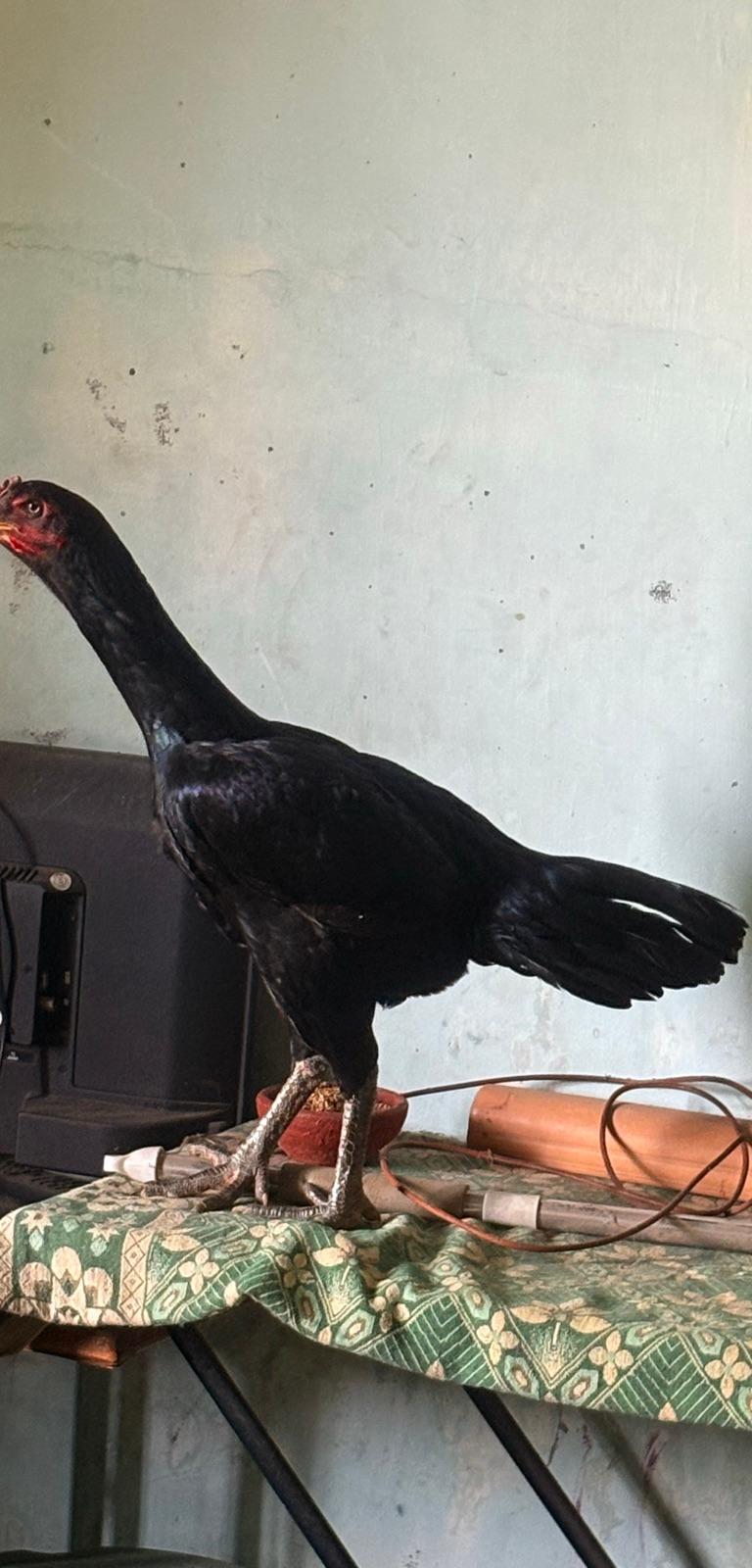 Advance Line Hen