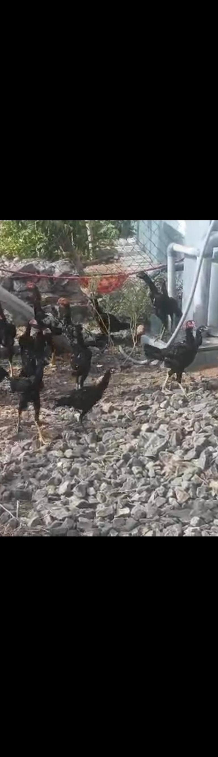 சண்டை கோழி