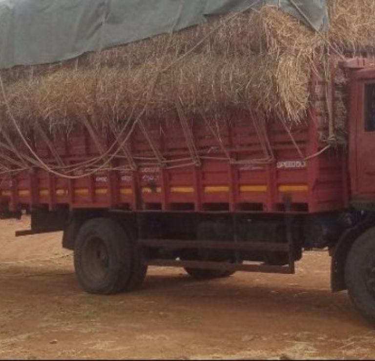 Paddy Straw