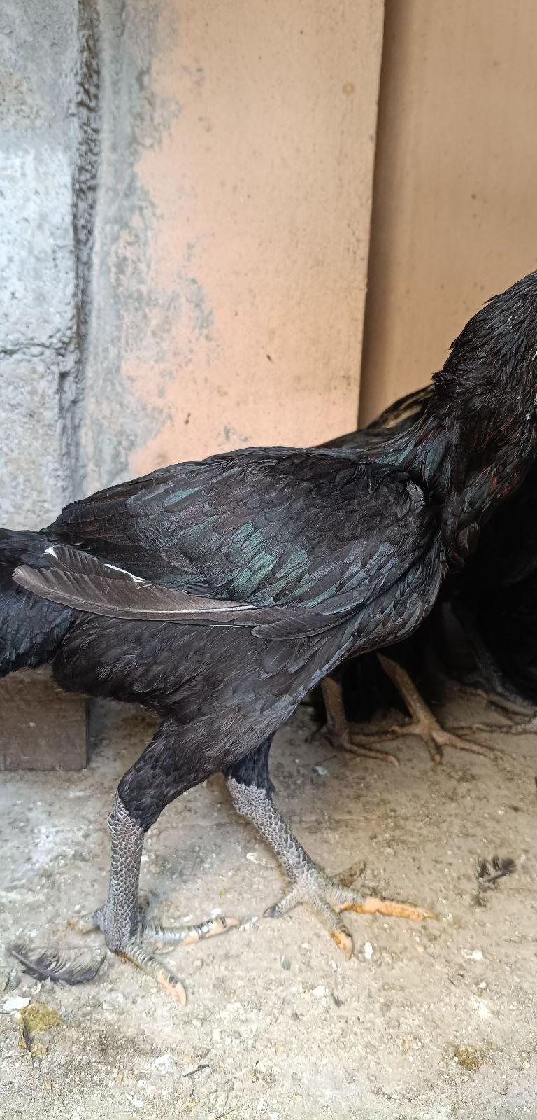 பெருவிடை கோழி