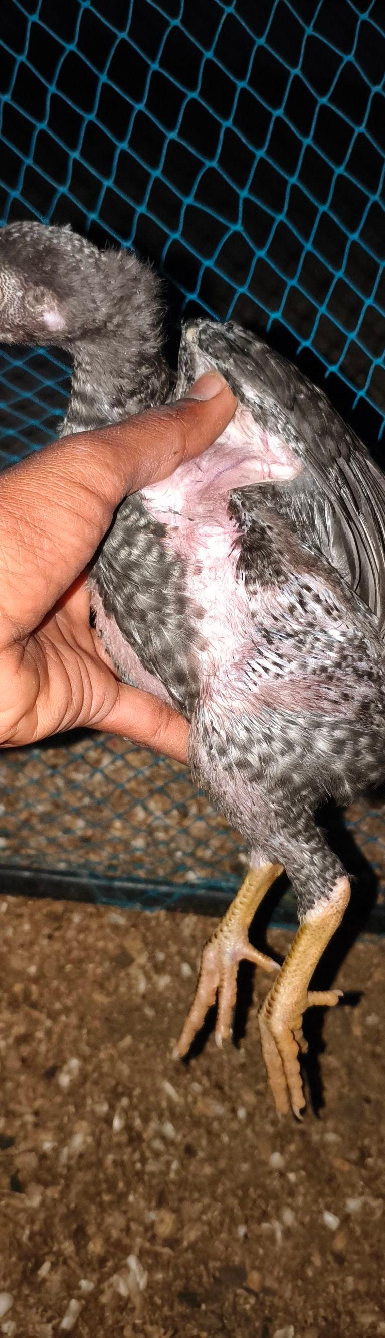 Kathikaal Peruvidai Chick