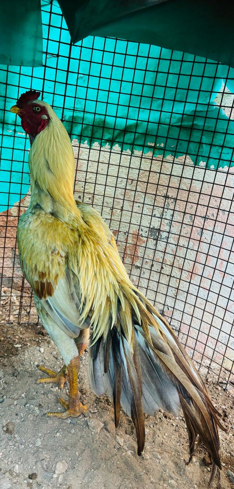 Pondrakal Sathana Boothi