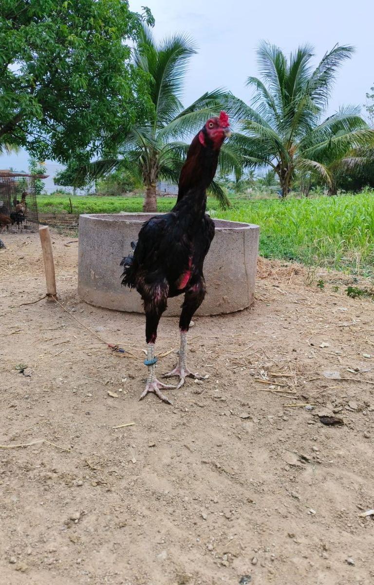 Vethukaal