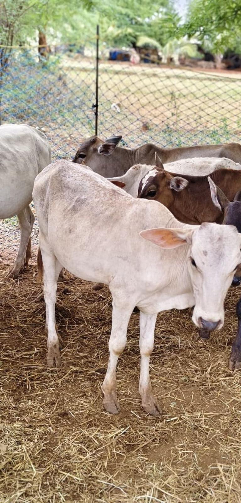 தேனி மலை மாடு கன்று