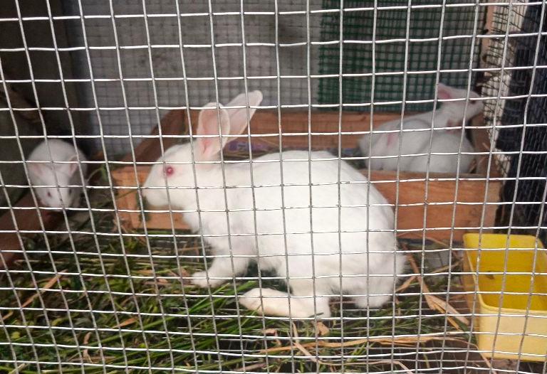 Newsland White  Rabit