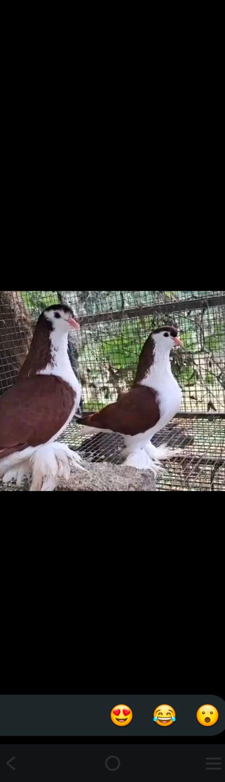 லாகூர் சிராஜ் புறா