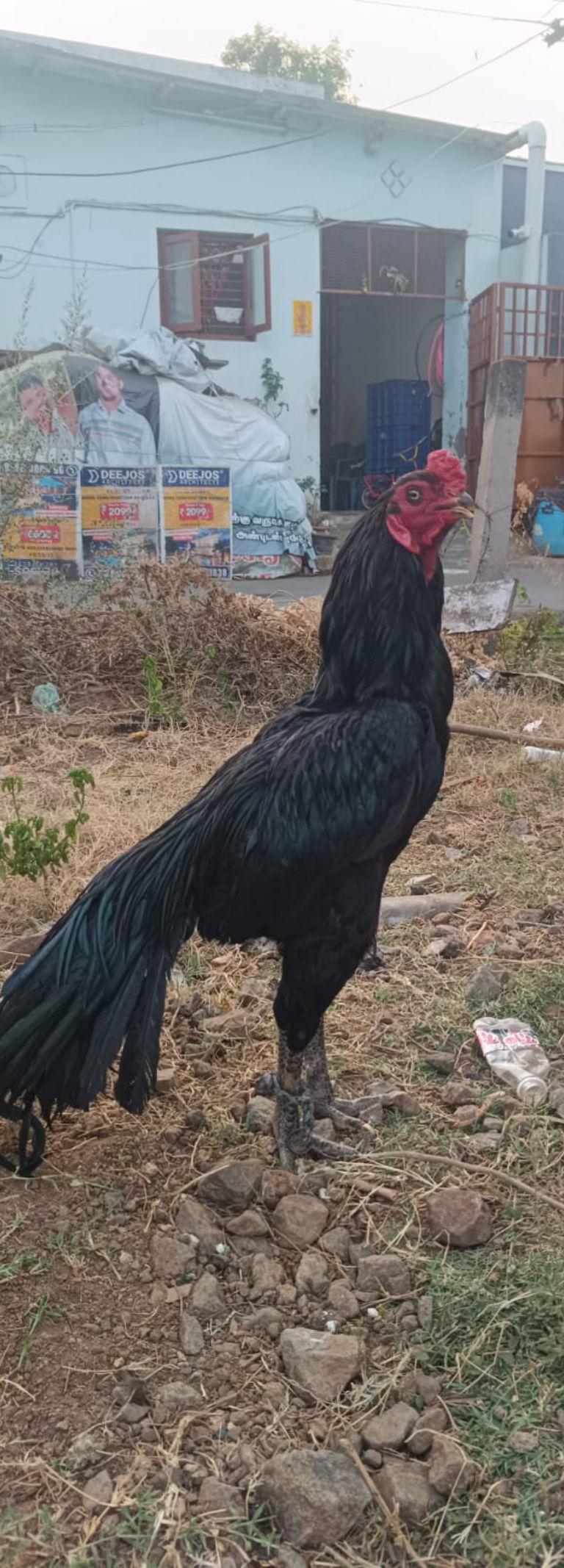Karungal Karumayil