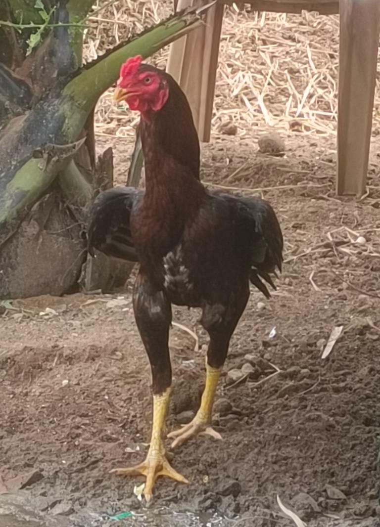 Sunda Sevil