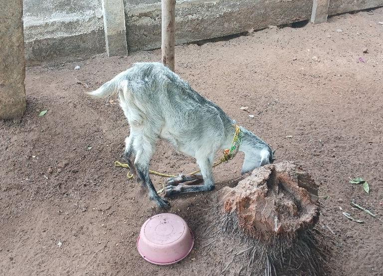 Nadu Goat
