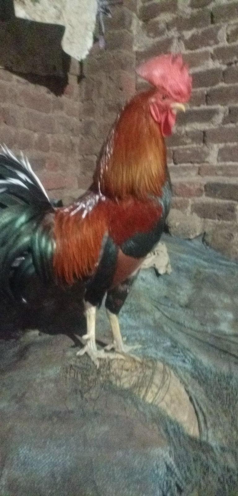 Original Nattu Savel