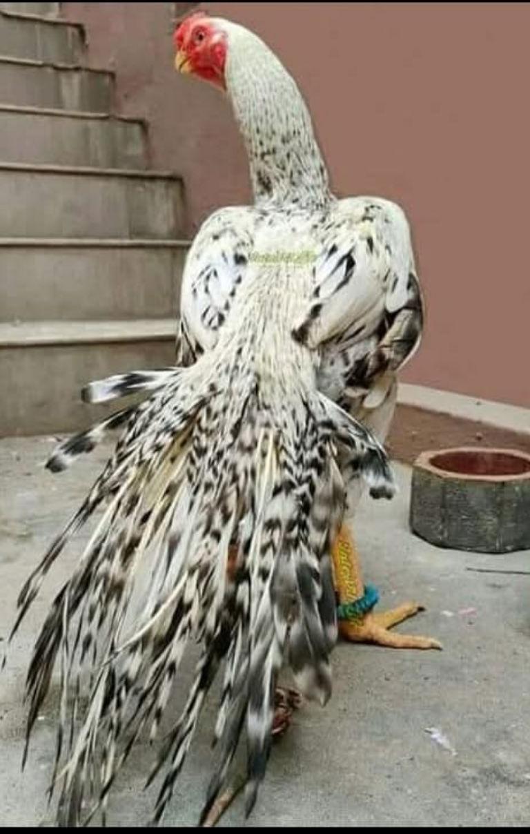 Kilimukku