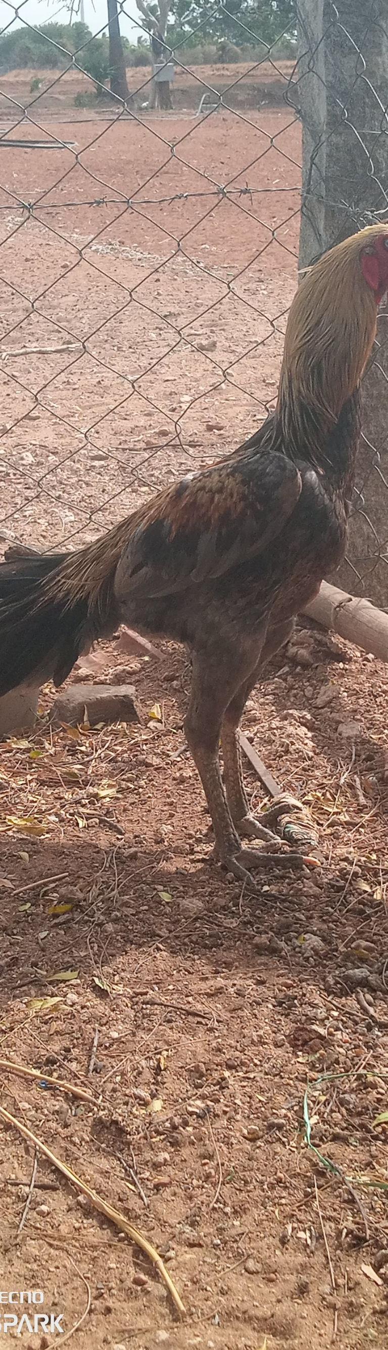 Seval