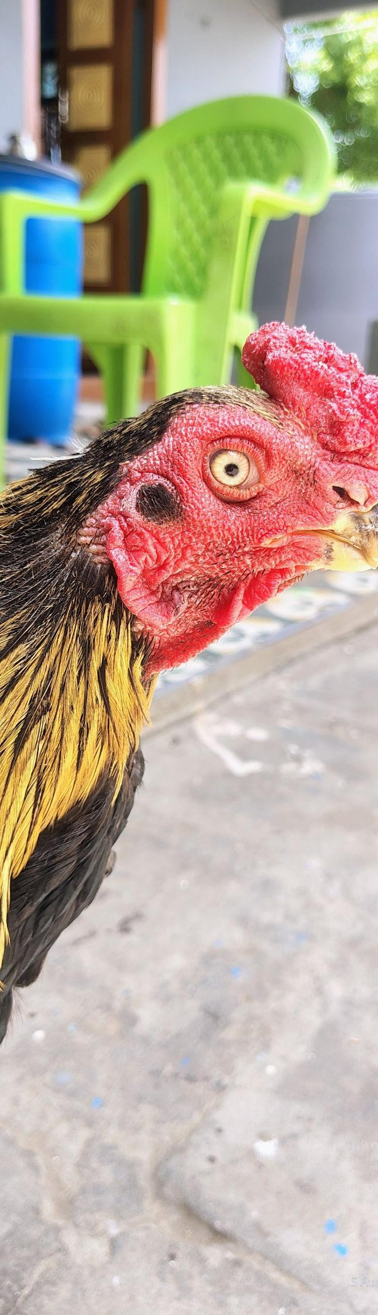 கிளி மூக்கு