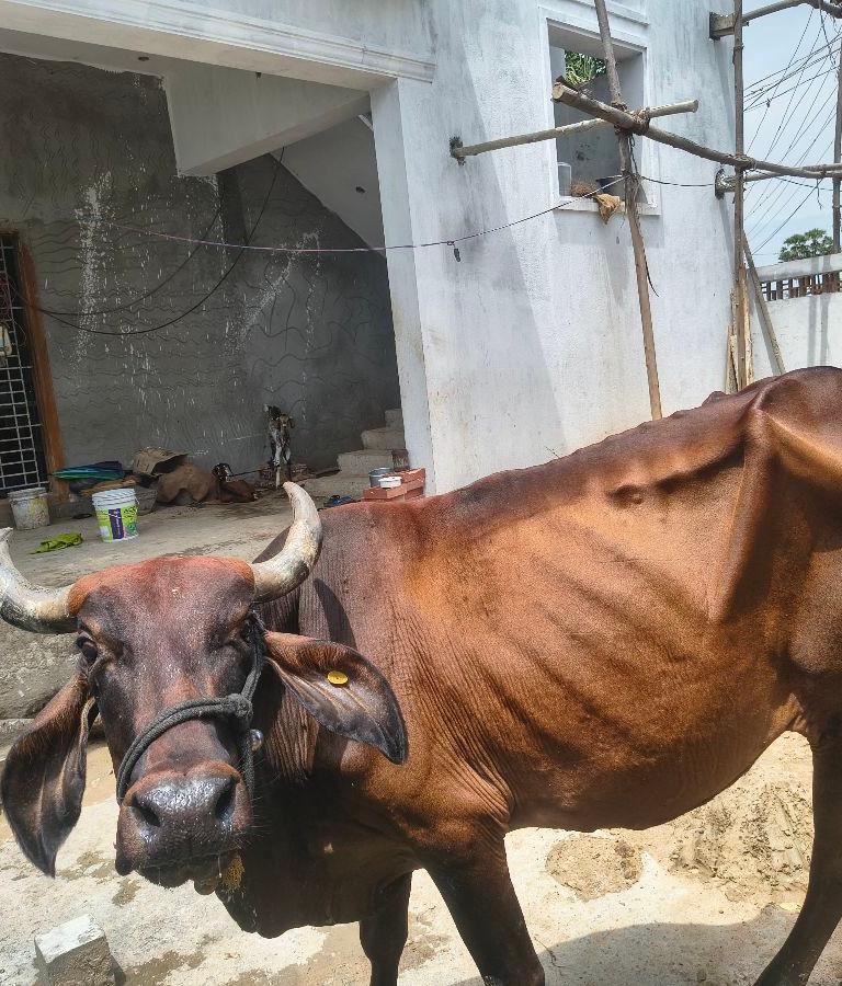 Gir And Sundhu