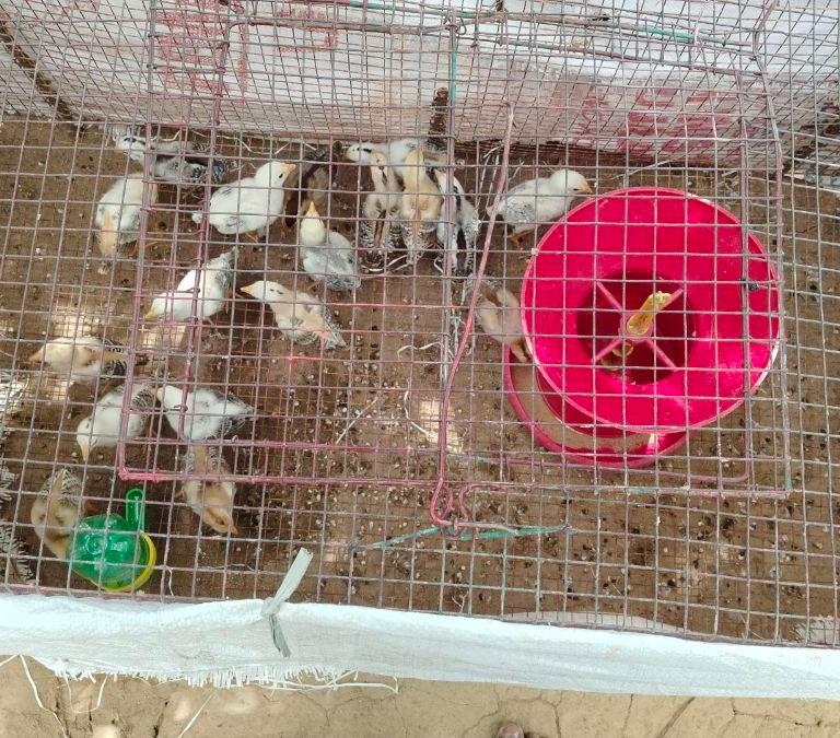 நாட்டுக்கோழி சிறுவிடை இடைவெட்டு