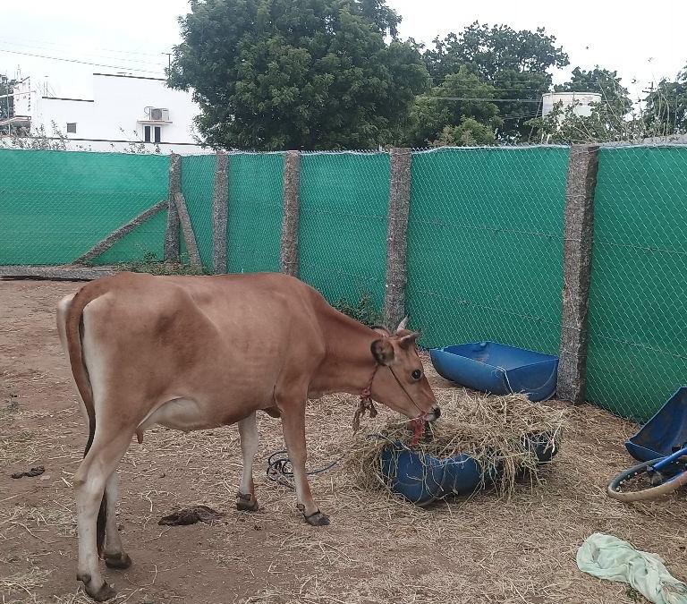 சிந்து