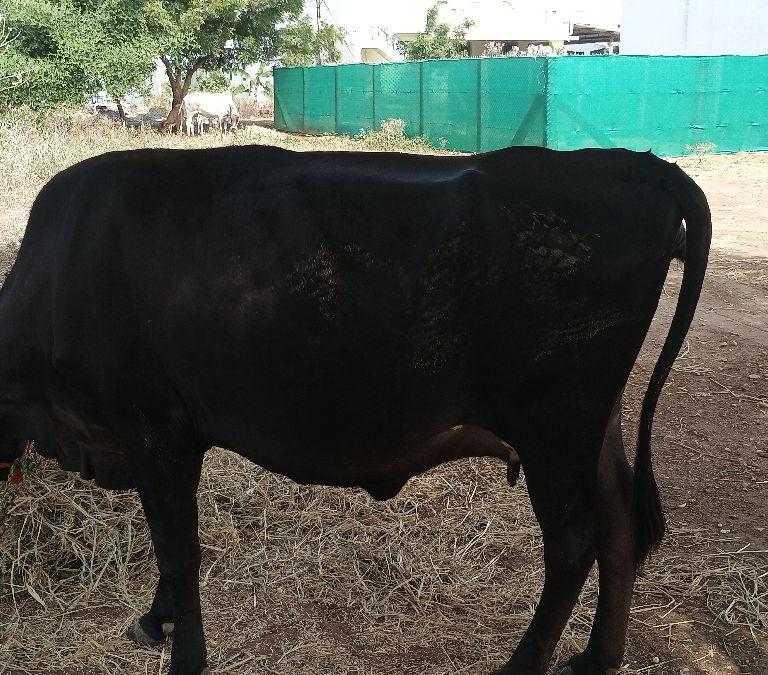 ஜெர்சி Cross