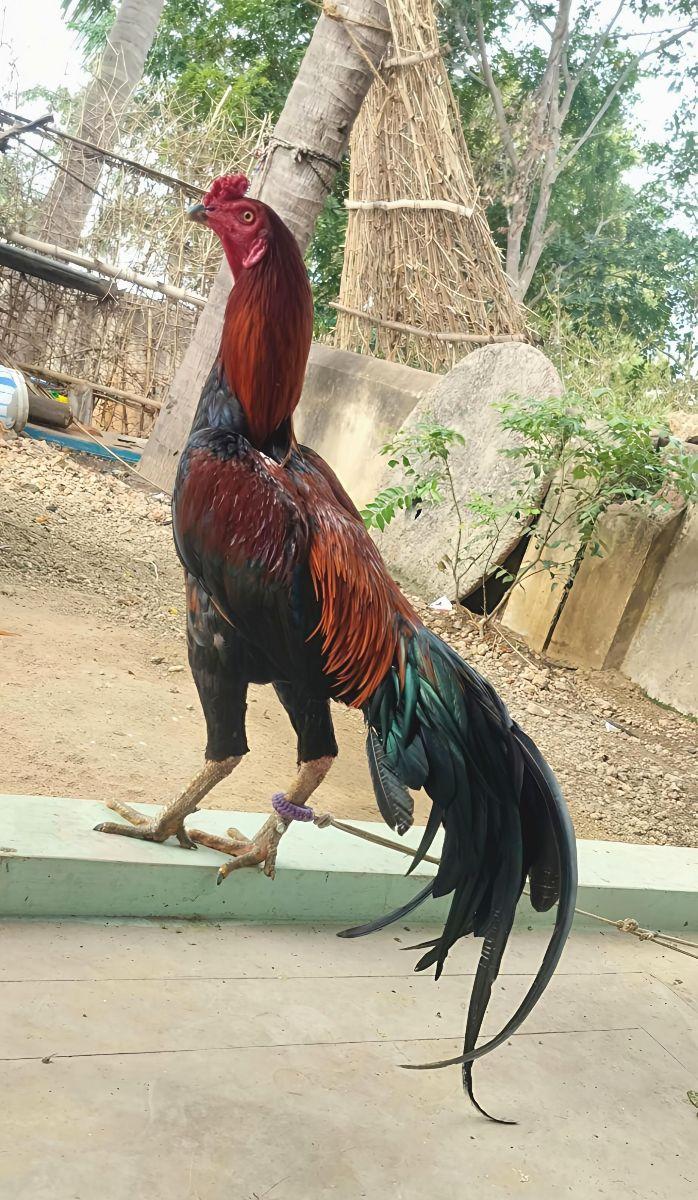 Kaagam