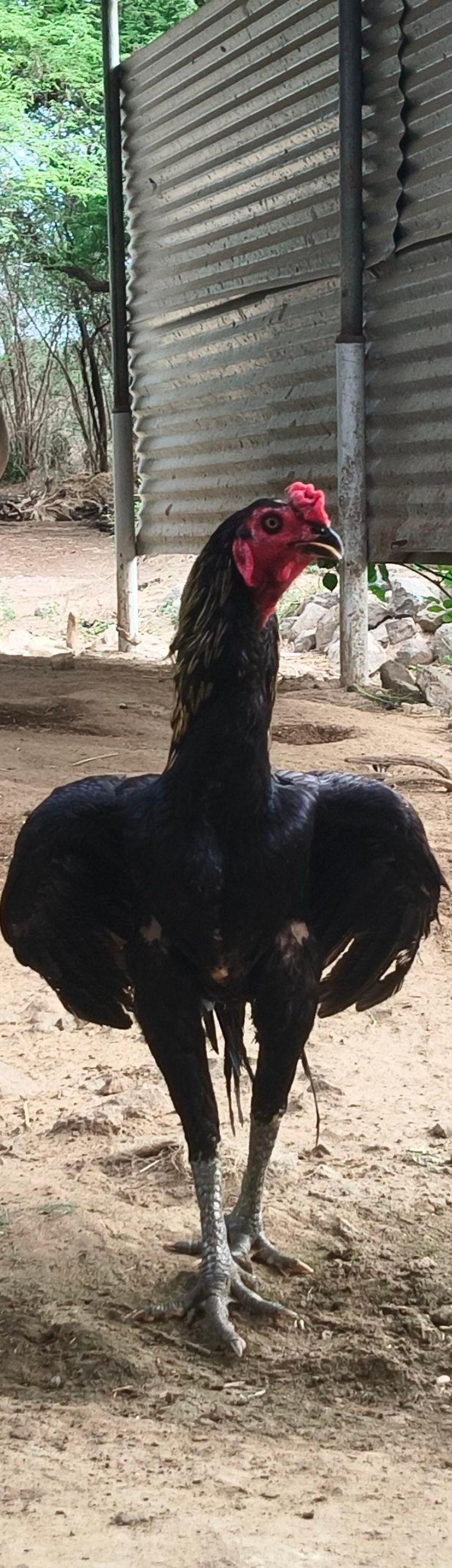மயில்
