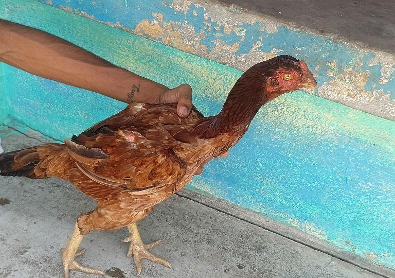 Yakuthu