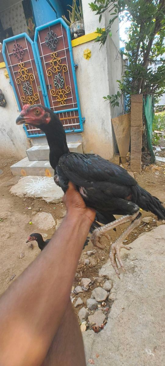 Sathi Koli