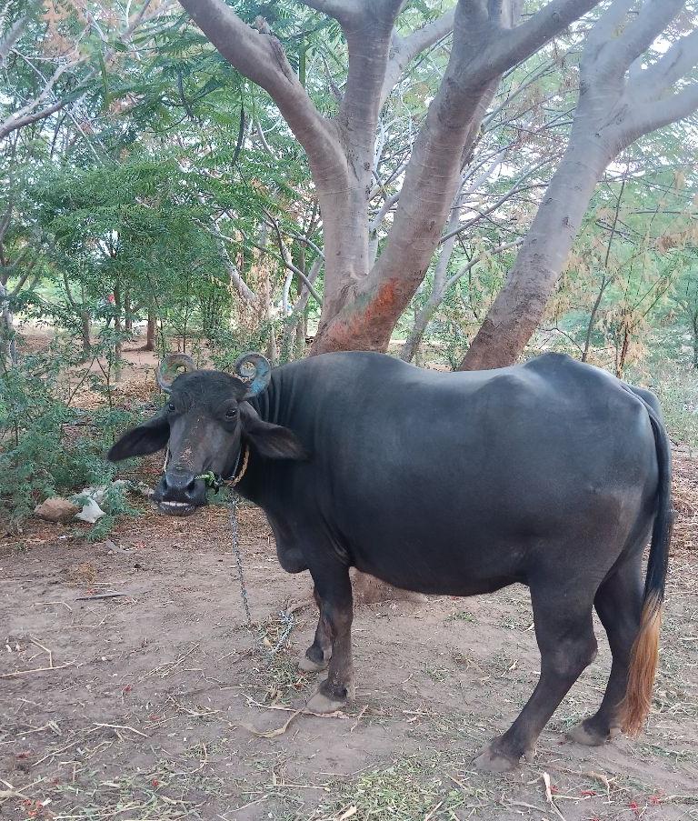 முரா