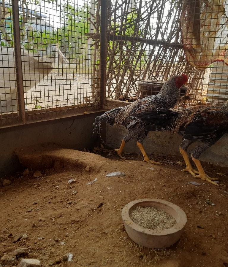 பெருவிடை நாட்டுக்கோழி