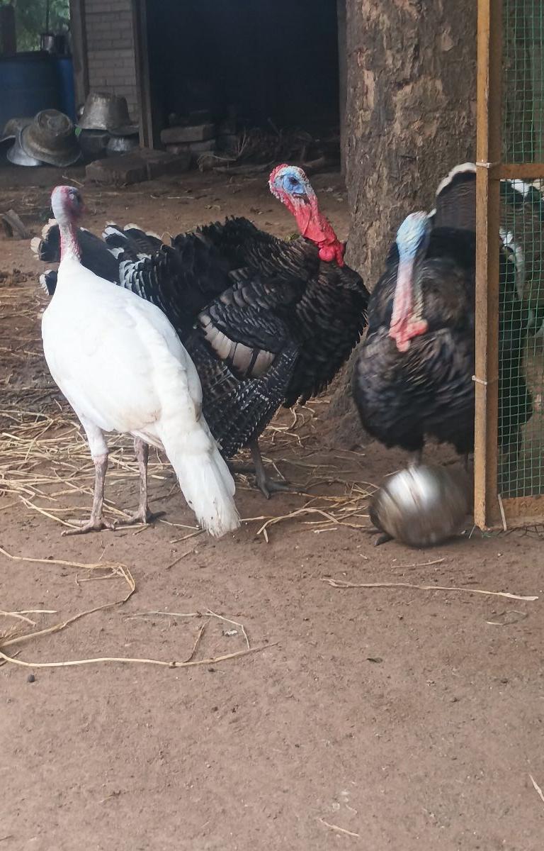 வான்கோழி